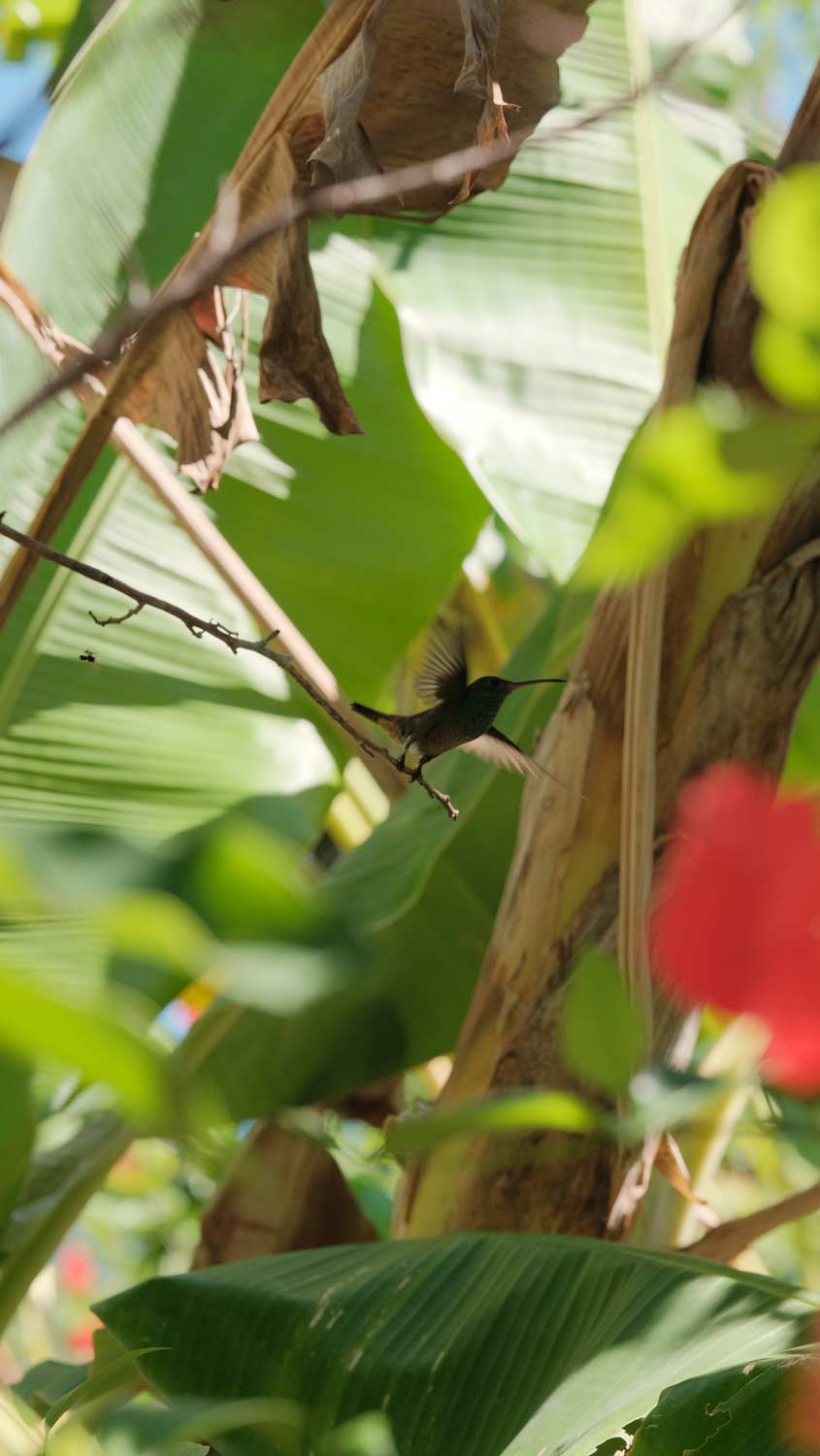 Beachfront Hideaway 30 Beachfront Hideaway bird