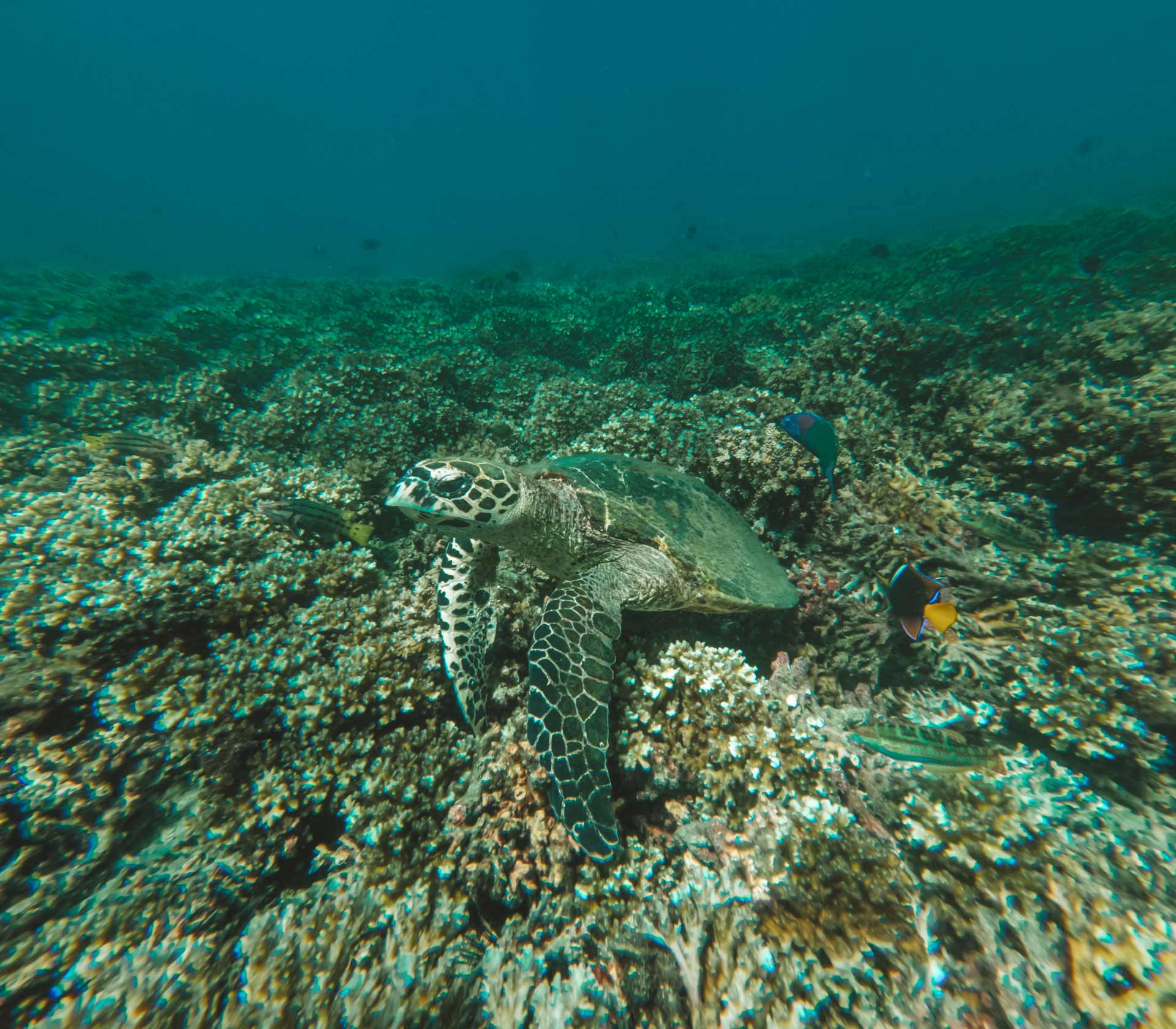 Adventures & Free Time 1 activities coiba diving