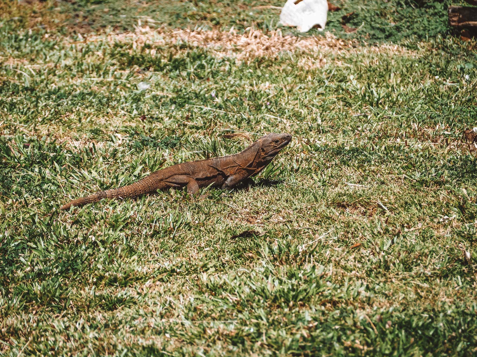 Adventures & Free Time 6 activities coiba island waluaa lizard