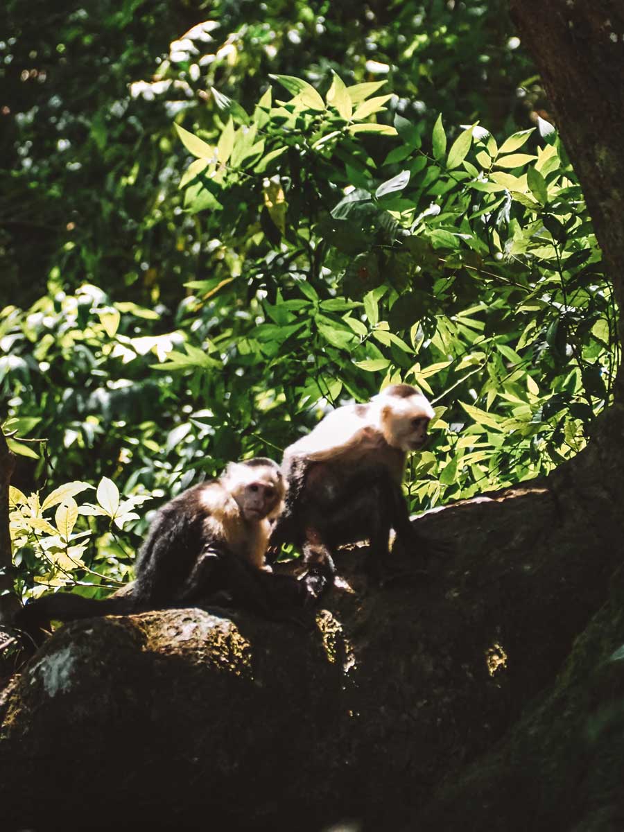 Adventures & Free Time 3 activities coiba island waluaa monkeys