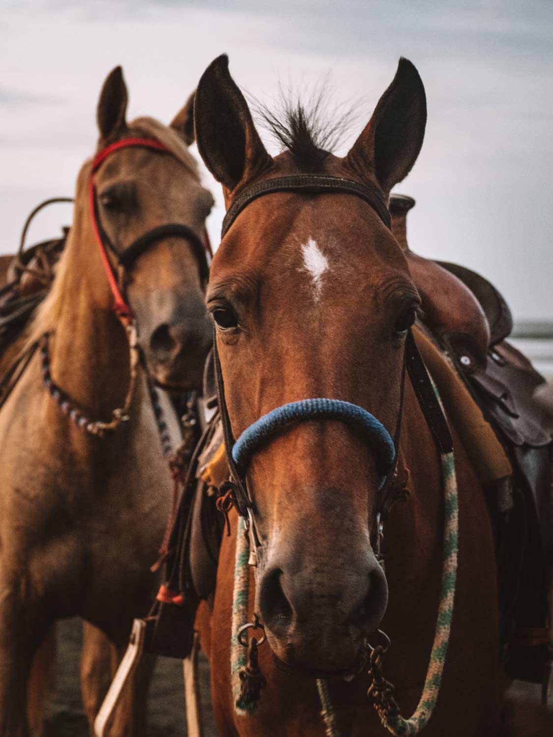 Adventures & Free Time 14 activities horses waluaa 3